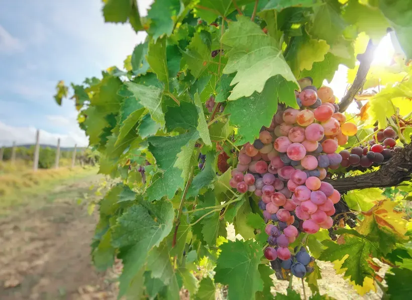 Vini biologici, naturali e biodinamici: differenze e caratteristiche chiave