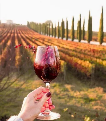 TERROIR: DOVE IL VINO INCONTRA LA TERRA