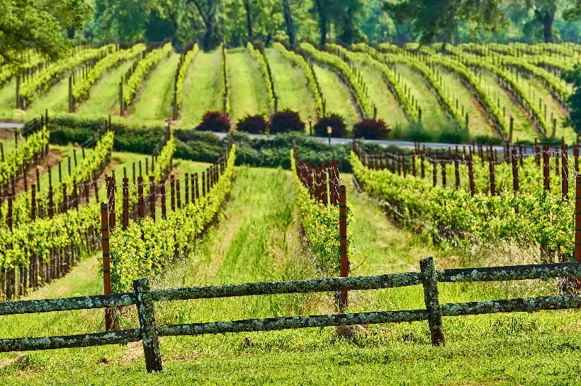 Georgia, culla del vino: scopri la storia e la tradizione vitivinicola