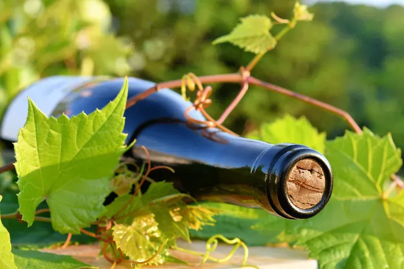 Vini senza solfiti: guida ai vini naturali e senza additivi