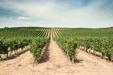 Viticoltura del futuro: epigenetica, PIWI, editing genetico ed elicitori per affrontare il cambiamento climatico